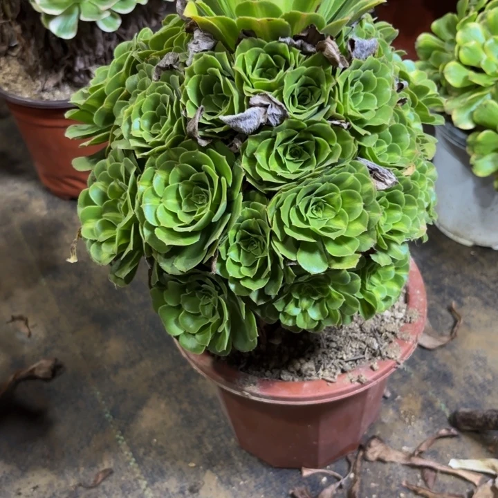 瑞妈多肉园艺973翡翠琉璃