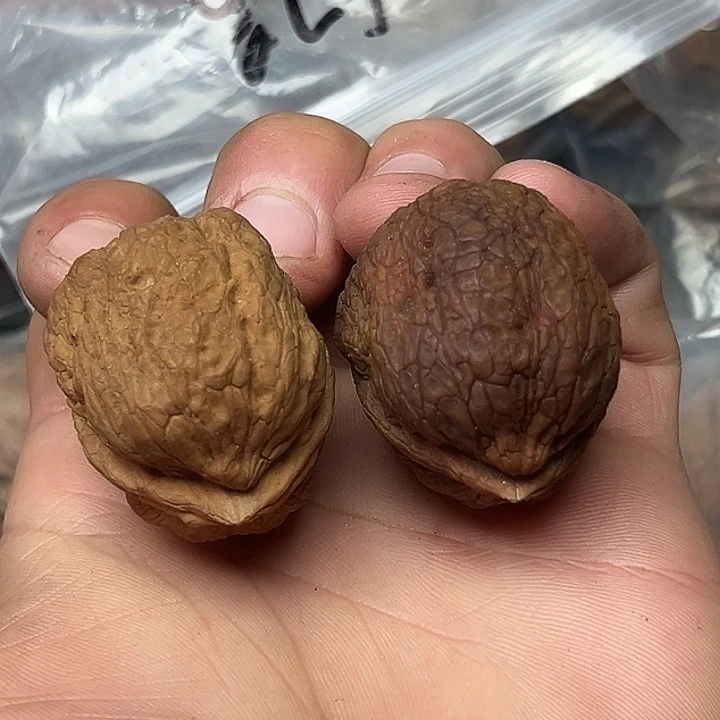 核桃50号箭毒蛙39尺