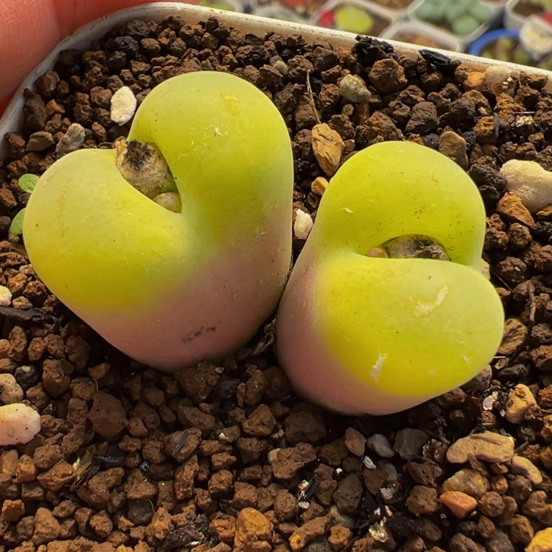 163多肉植物种类多样