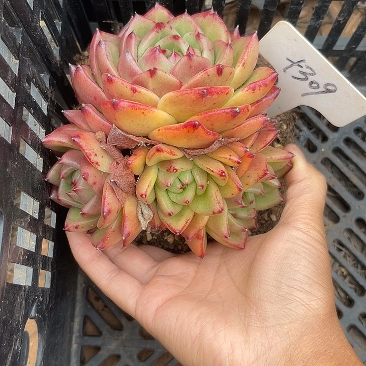 两单包邮，一物一拍309杂交