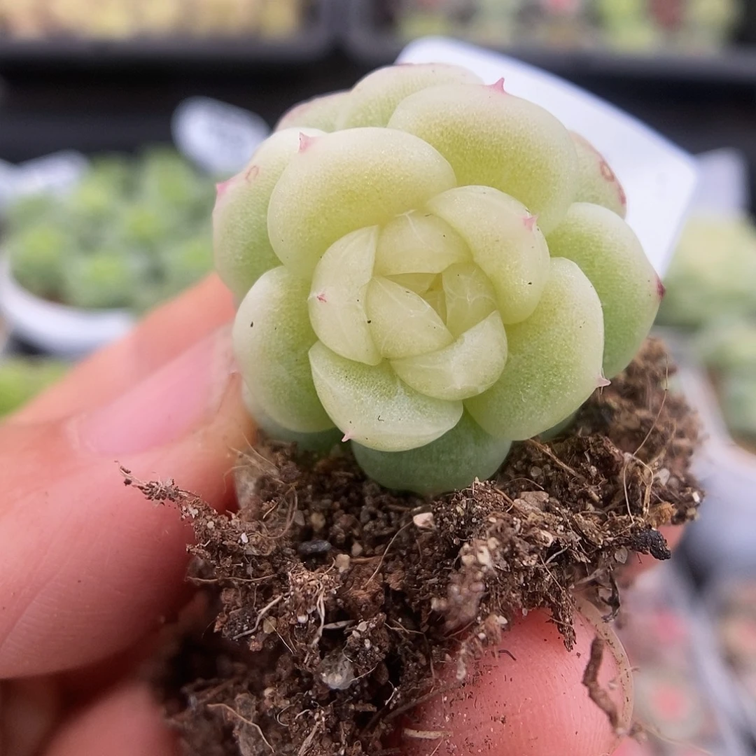 一物一拍一物一拍925-884
