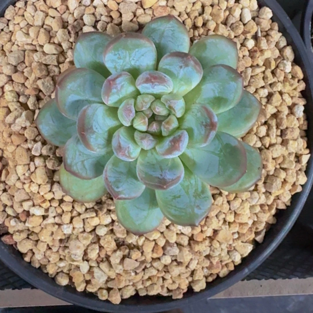 美人杂交 一物一拍