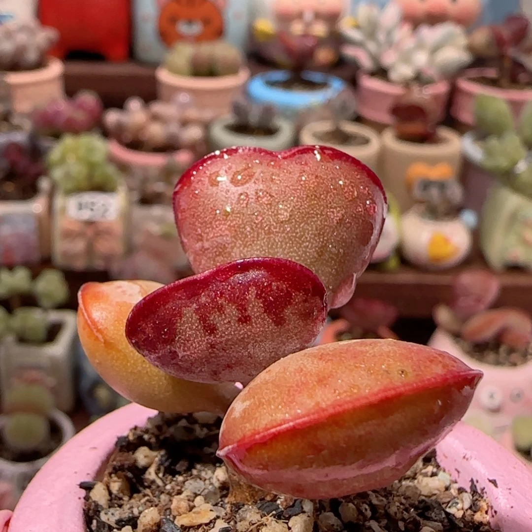 T站立爱心水泡盆口4cm