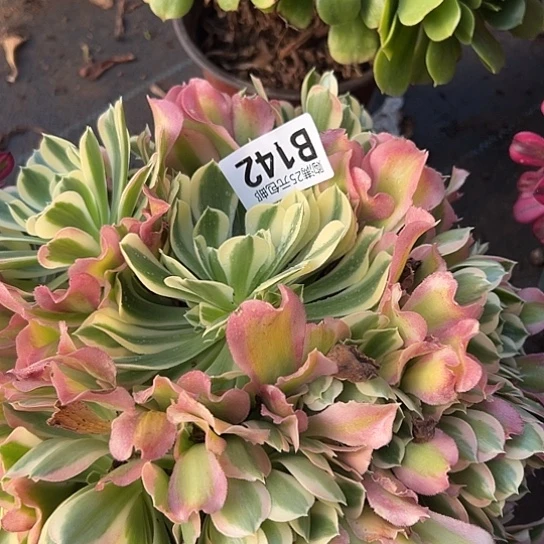 鑫**贝多肉植物一个