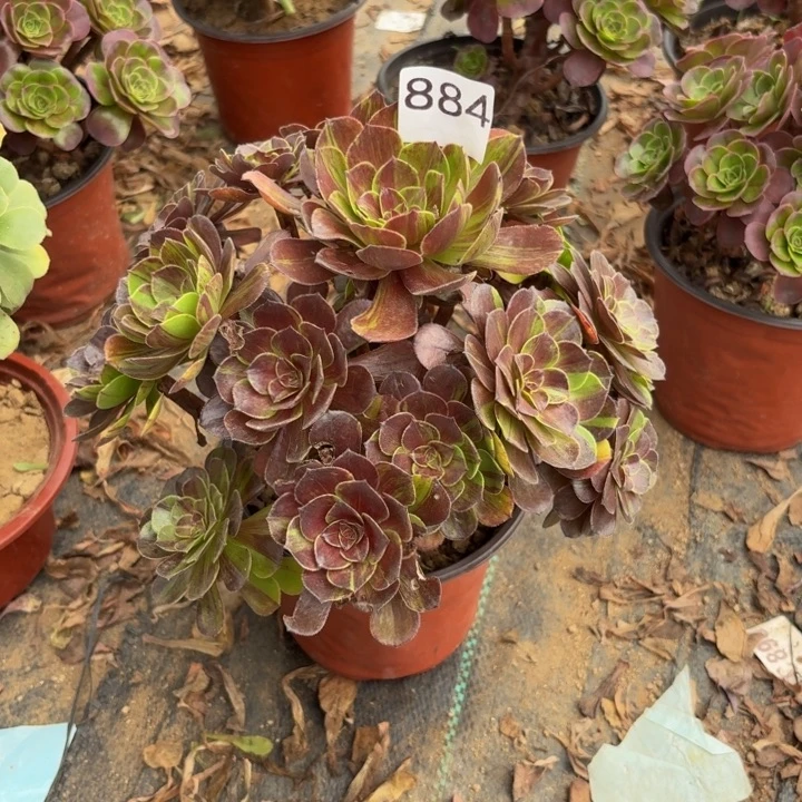花月夜多肉植物不包损884