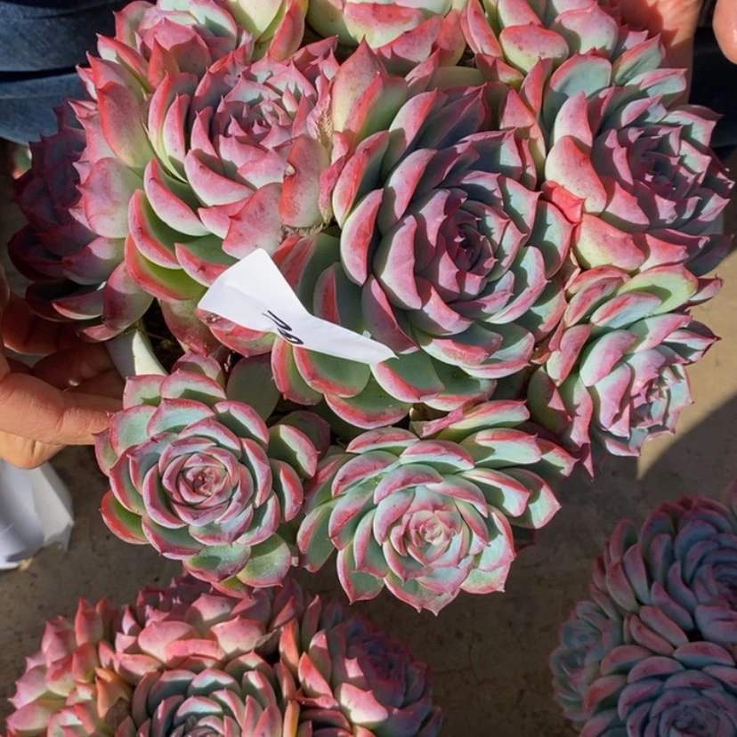 【闪购商品】幸*莉多肉植物