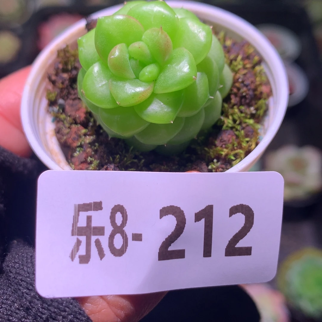 乐然 8-212 福利珍妮