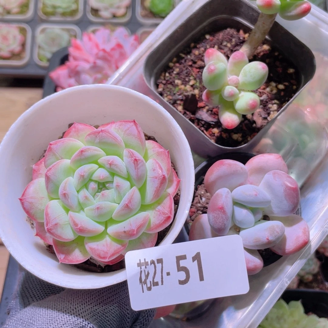 花利美27-51多肉3颗