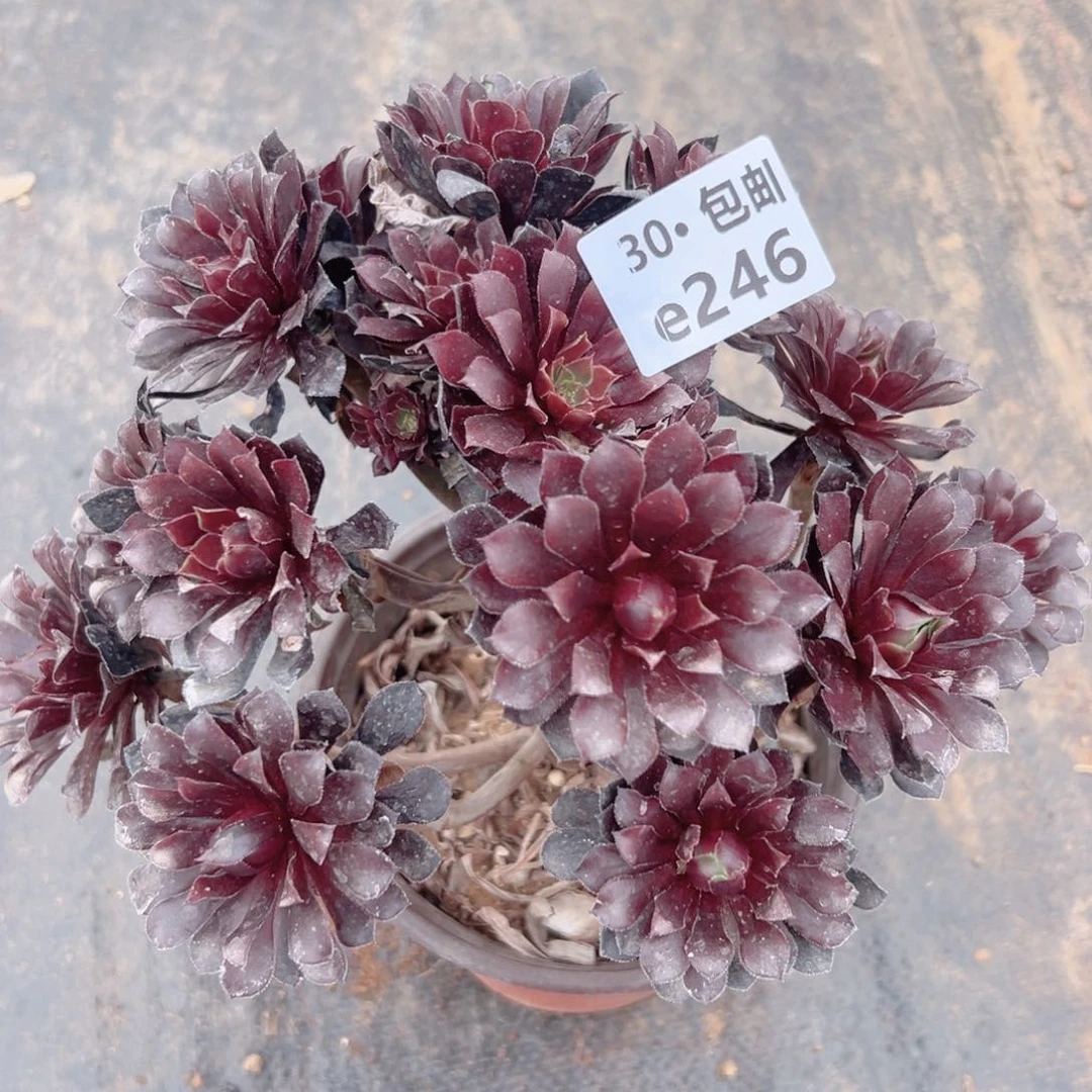 246黑铜多肉法师