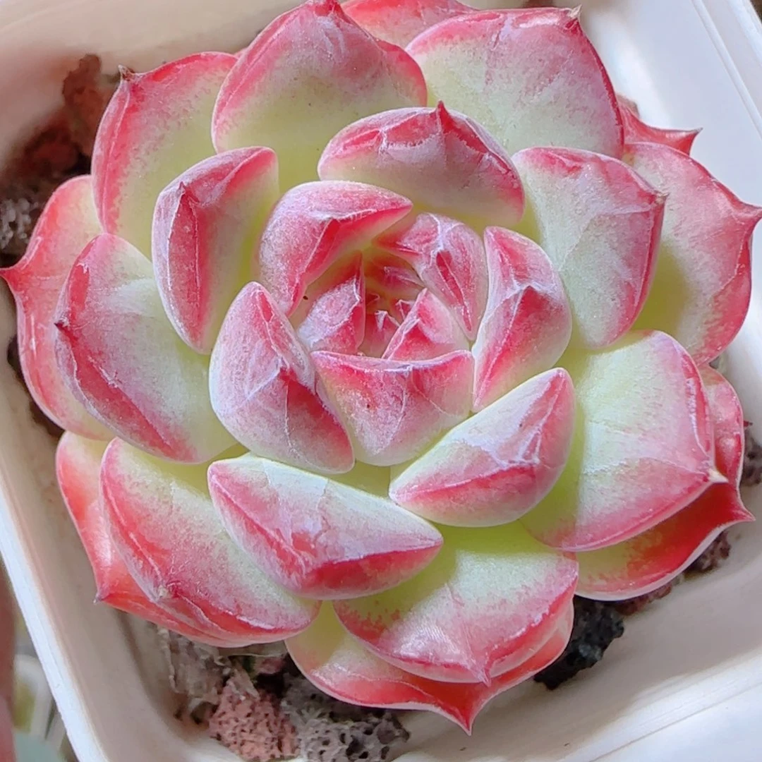 花语逸镜1117- 101溏心