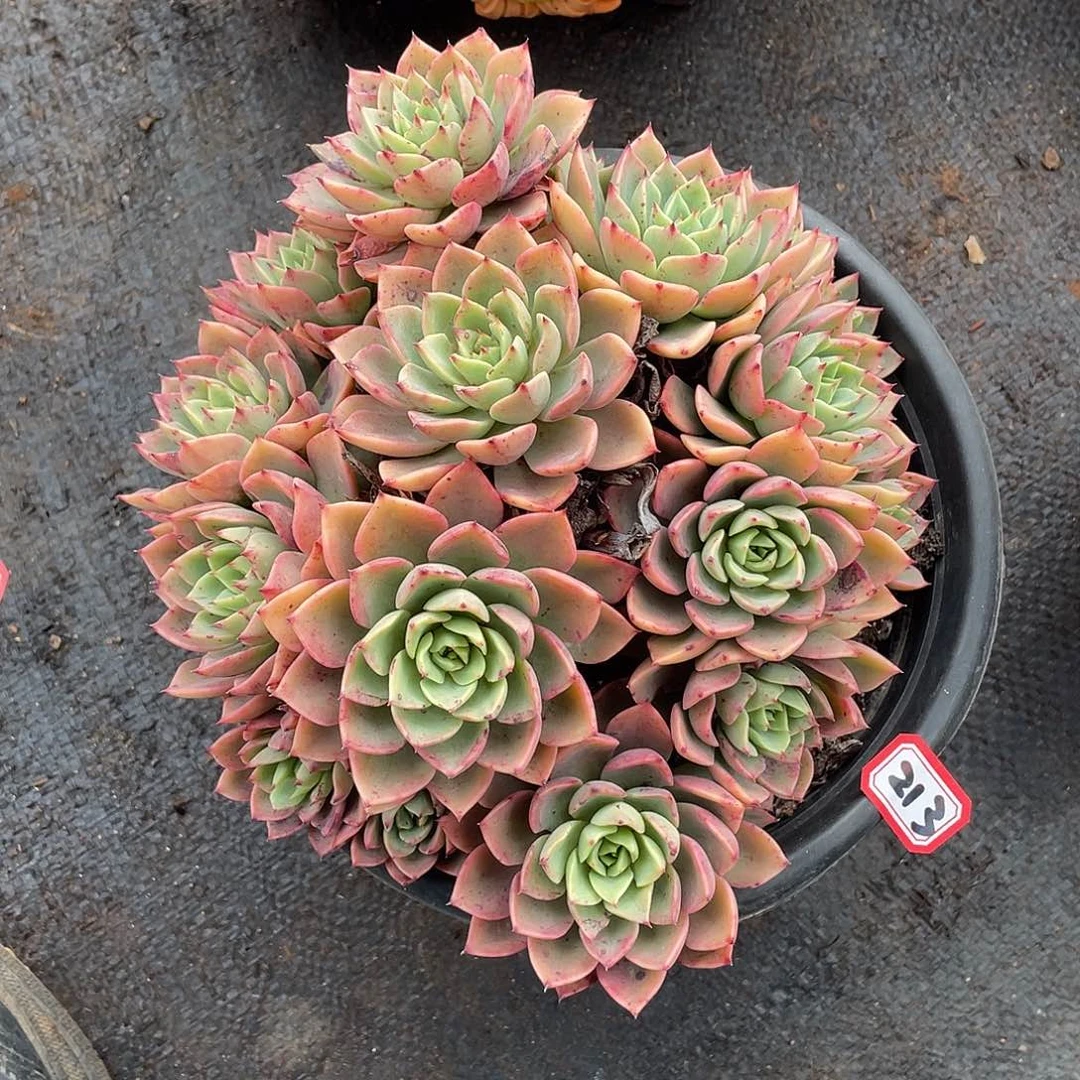 213贝拉 一物一拍多肉