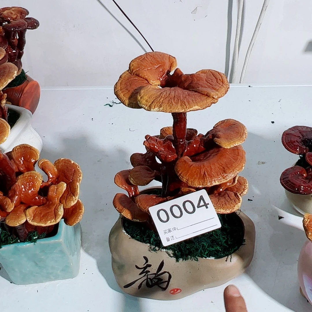 无花朵灵芝盆景004