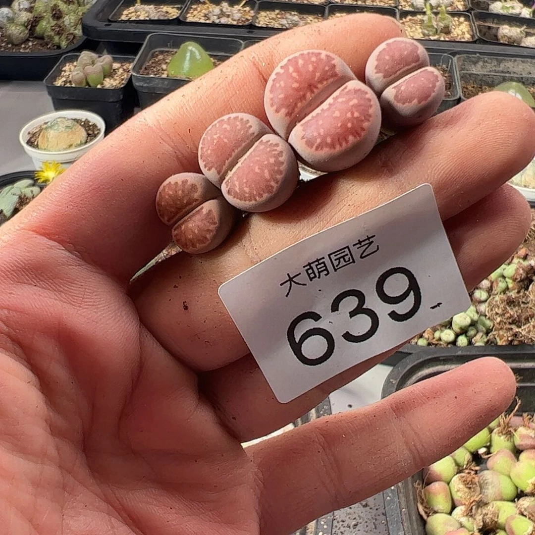 一物一拍。           639