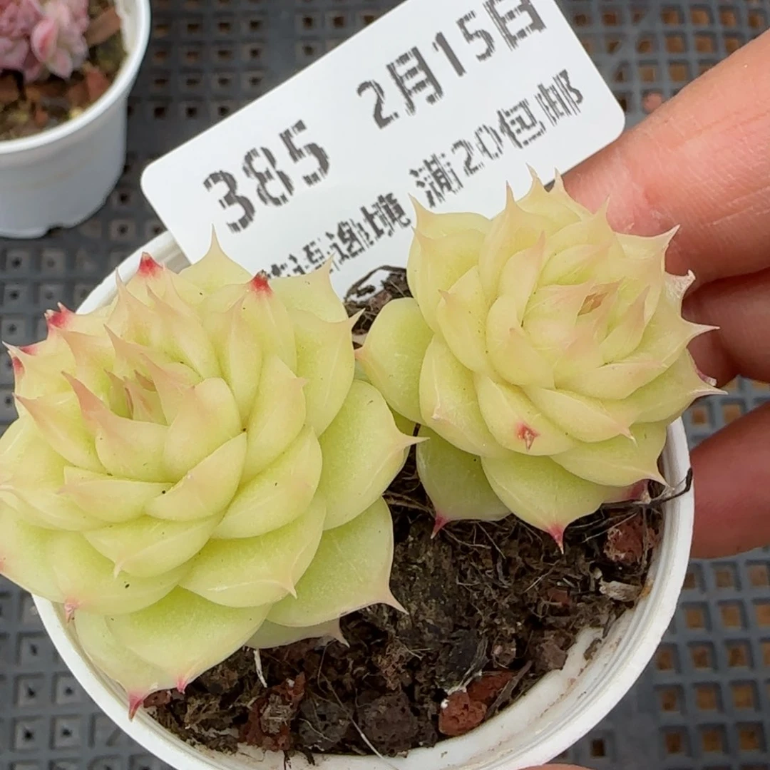 花语逸镜0215-385