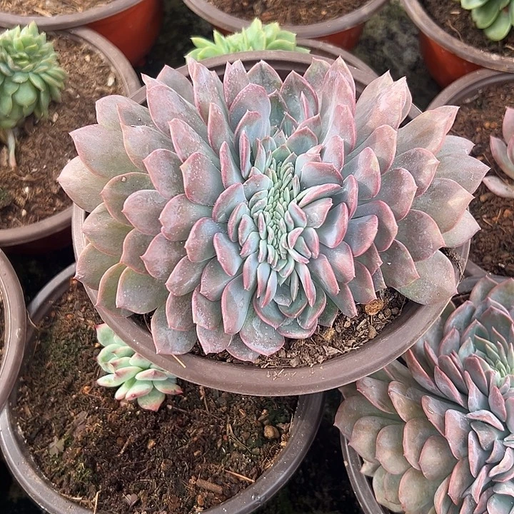 听***訫多肉植物实物直播实物53