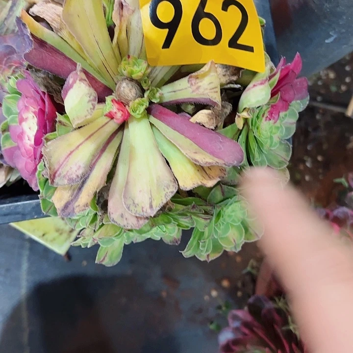 为**醉多肉植物知否962