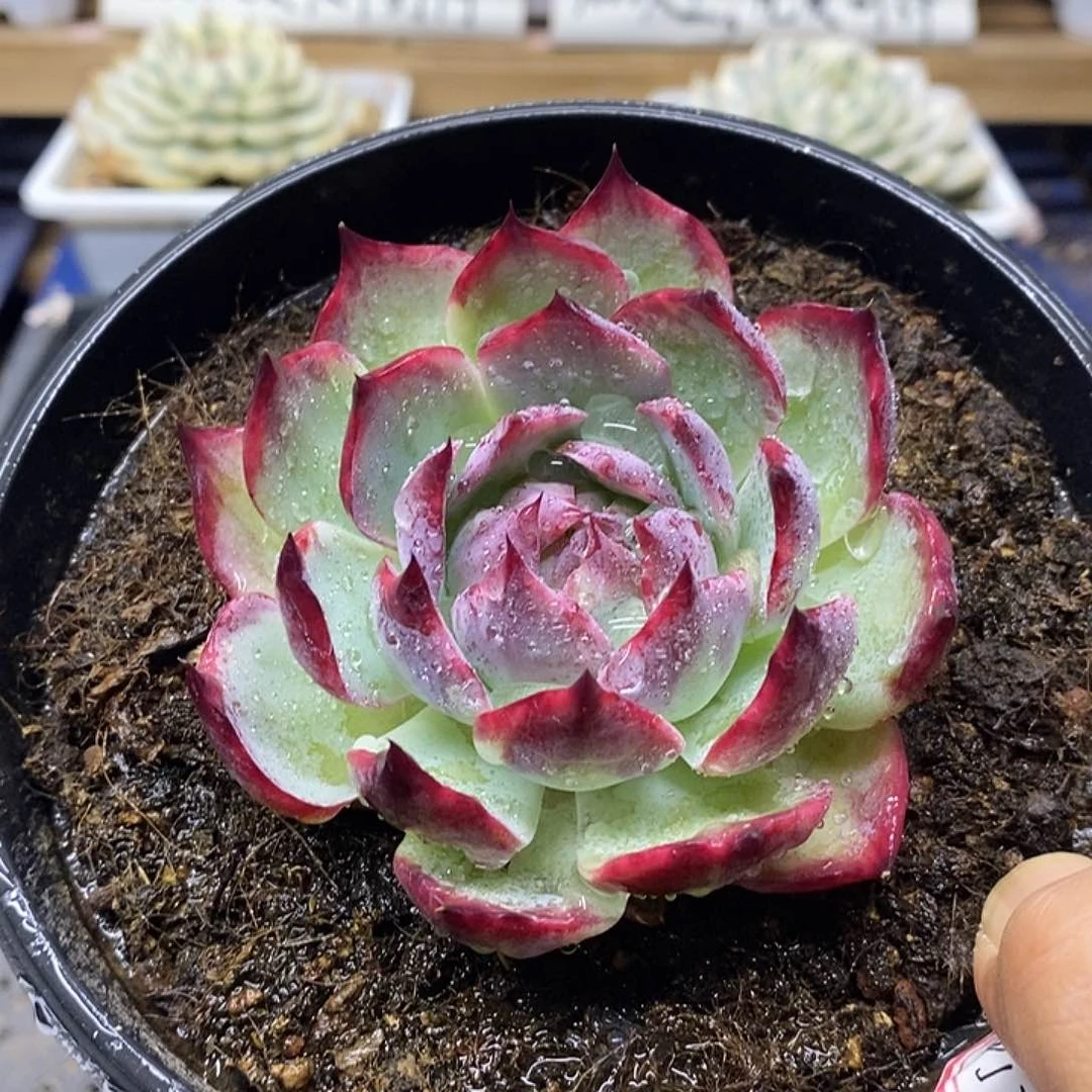 1865 精控惊鸿仙子
