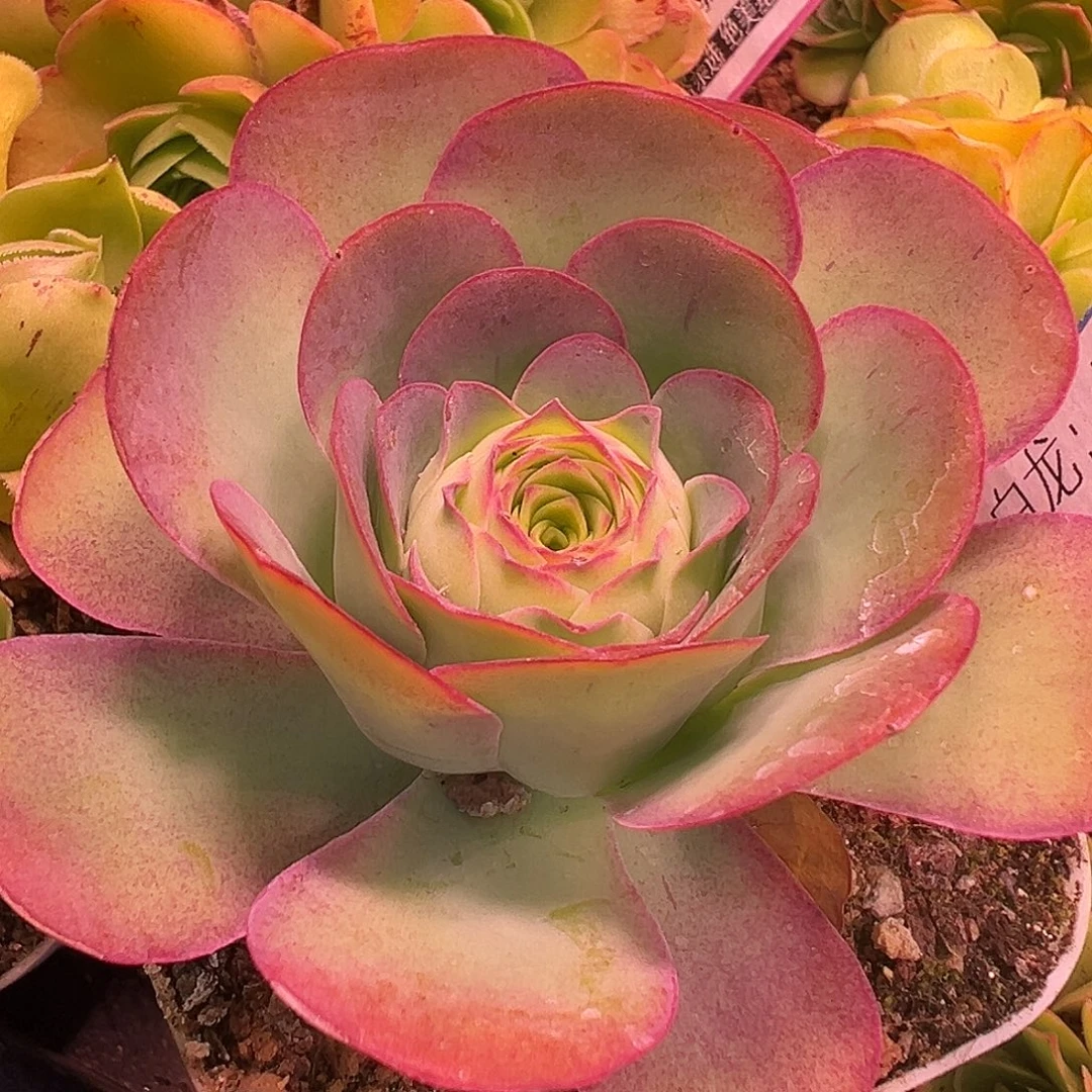 糖糖526樱龙   多肉