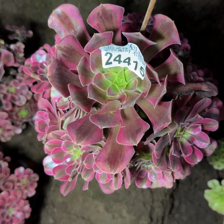 24415南美杜莎多肉植物