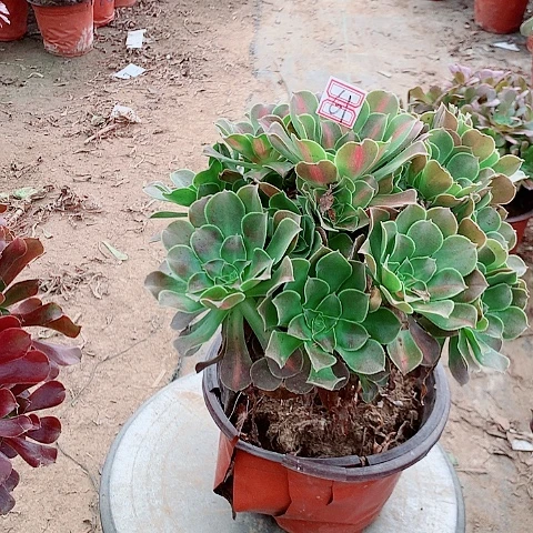 粉女巫班多肉植物法师61