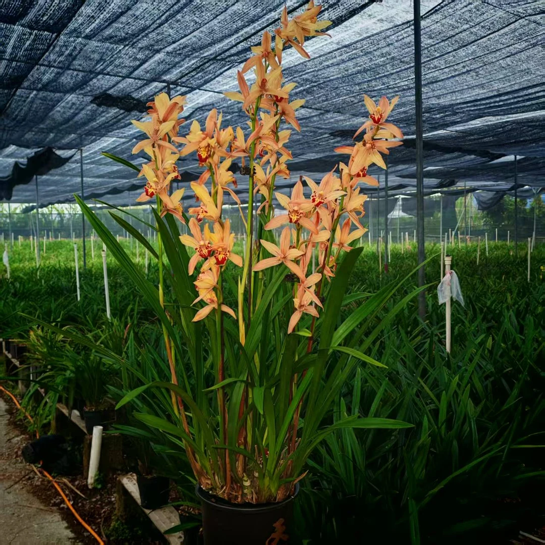 A建兰（4-6支花剑）台北仙子新手好养活室内兰花绿植盆栽基地直发