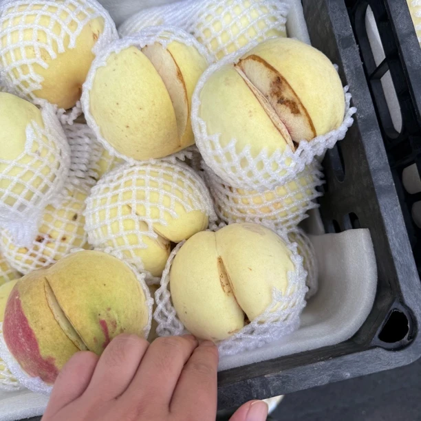 狗头金秋映霜红丑桃大叔的桃