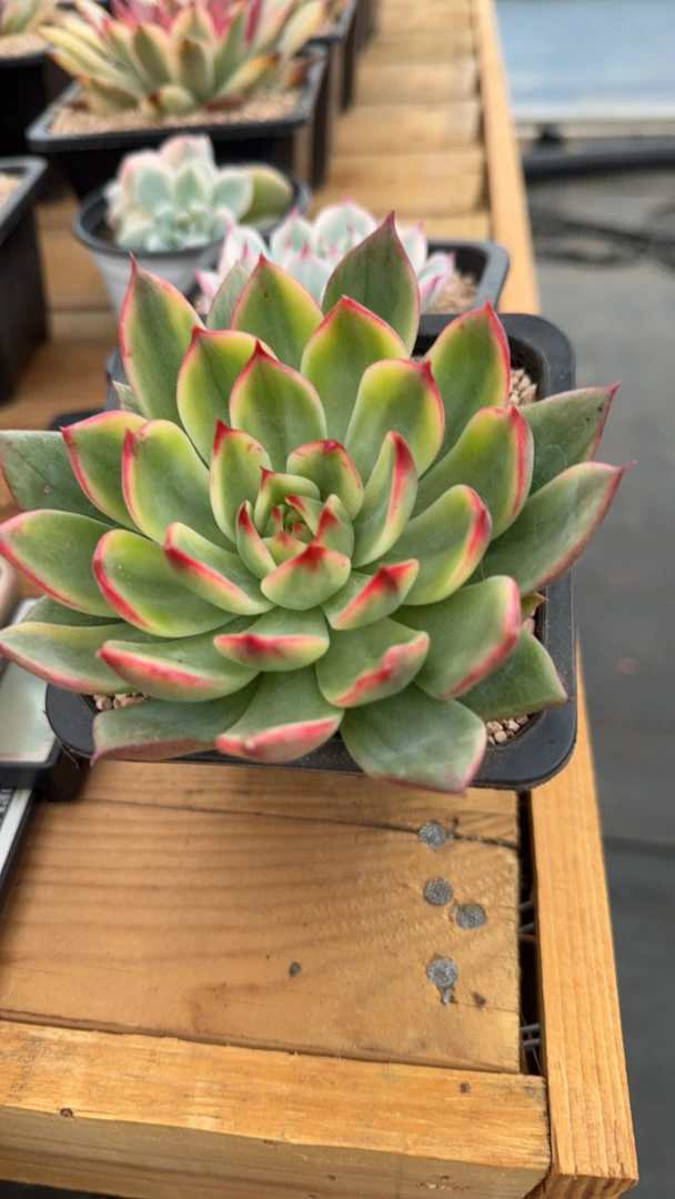 精品桃花锦8-10cm
