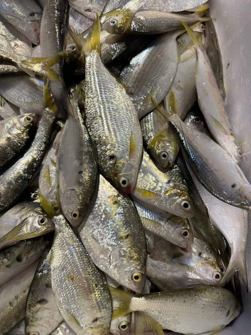 湛江本港新鲜 海黄鱼 流达黄鱼 6斤 小刺很多 介意勿拍，原条发