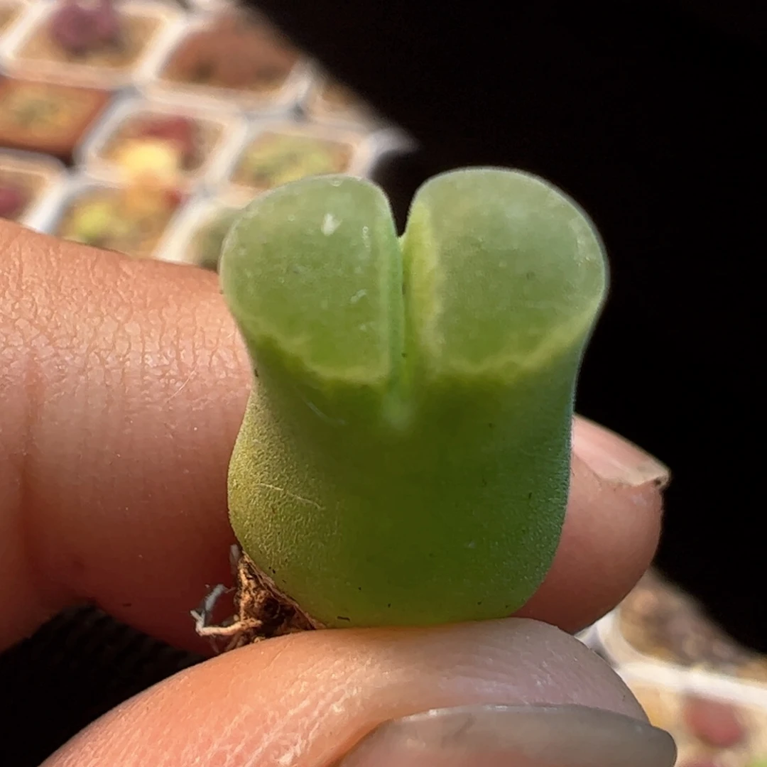 洋***河155多肉植物组合