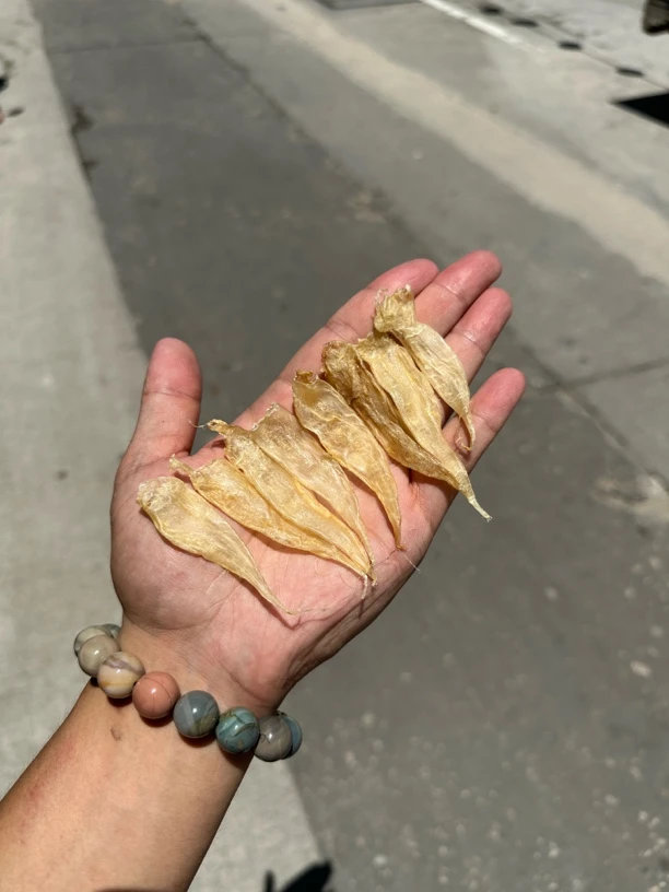 清水豆仁胶 小黄鱼花胶隔水炖煲粥煲汤 孩儿鱼胶滋补天花板干货