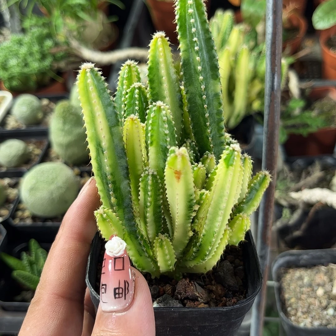 万重山锦群生有根发货有根