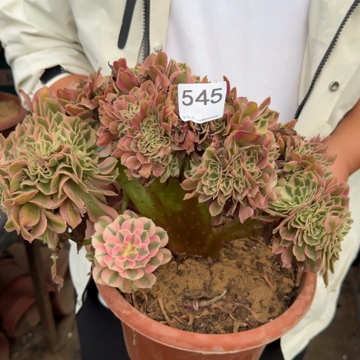 青苹果法师锦缀化545