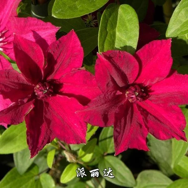 派丽达铁线莲爬藤庭院花卉盆栽莲花植物爬墙阳台红色花园带花苞