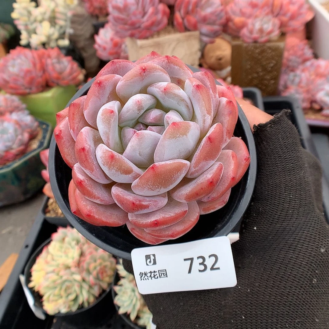 732星影多肉植物666