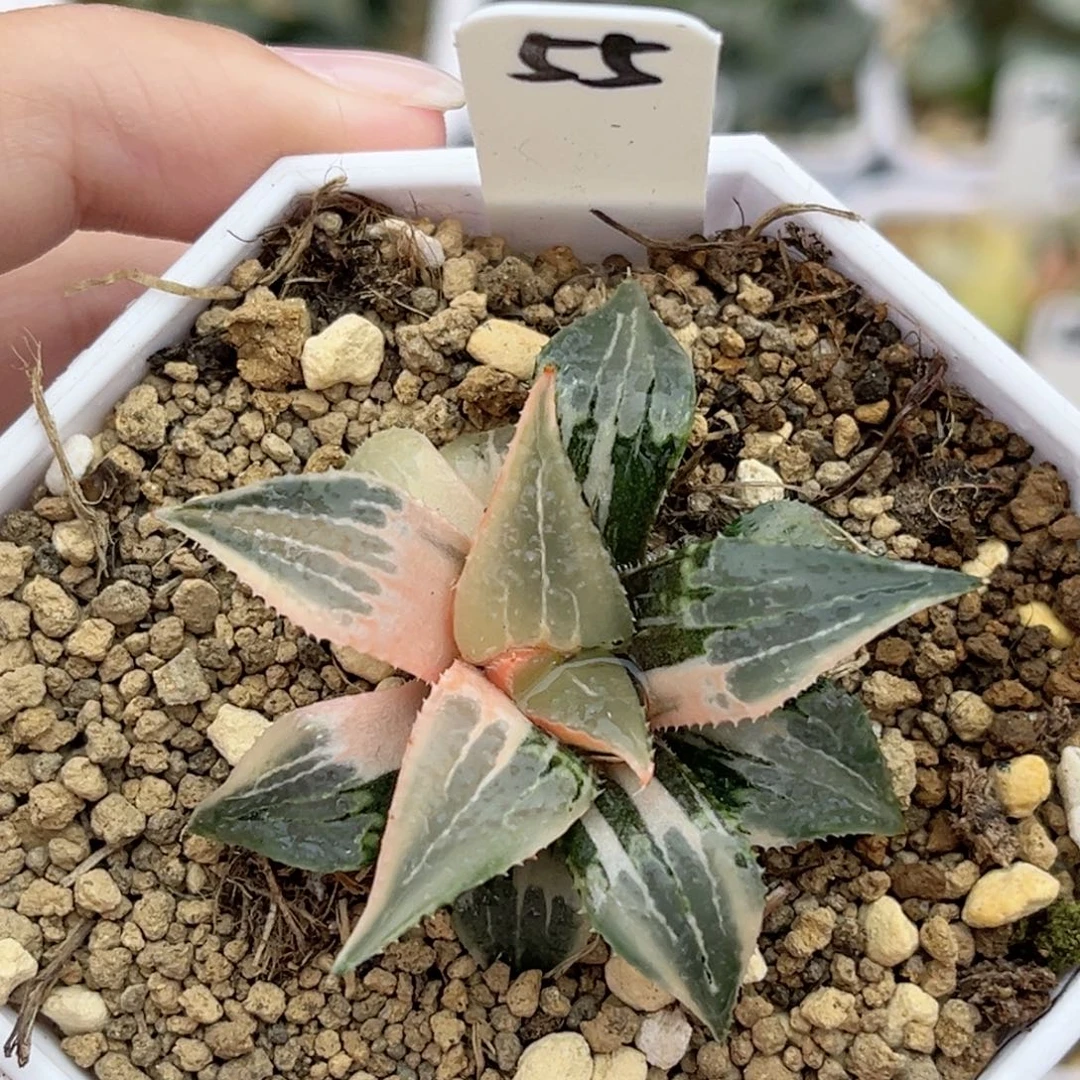 55糊斑趋势酒吞童子锦福利专场