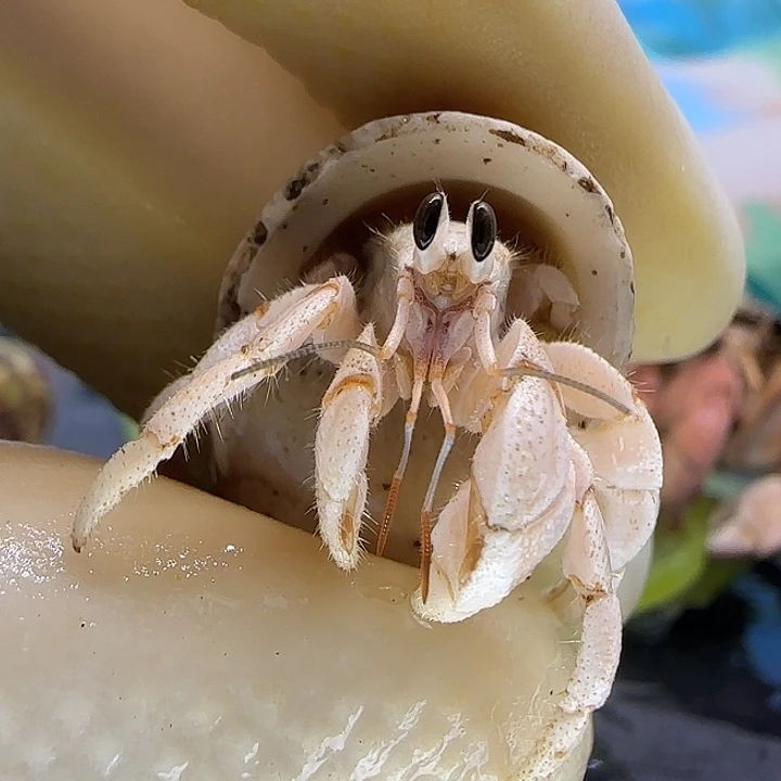 A10西沙灰白1.1cm口径