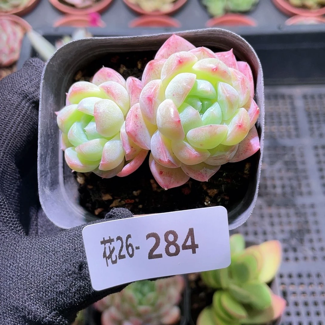 花利美26-284明月心