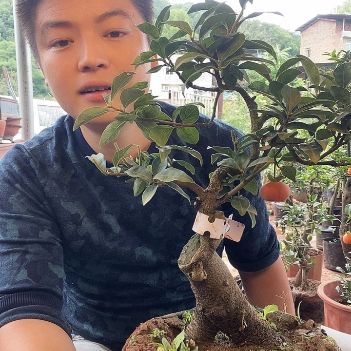 薰***草完全开放金弹子盆景艺术作品