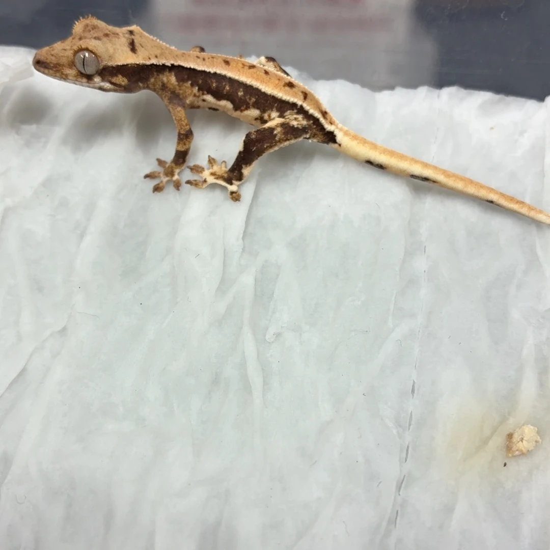 睫角守宫睫角守宫可爱入门