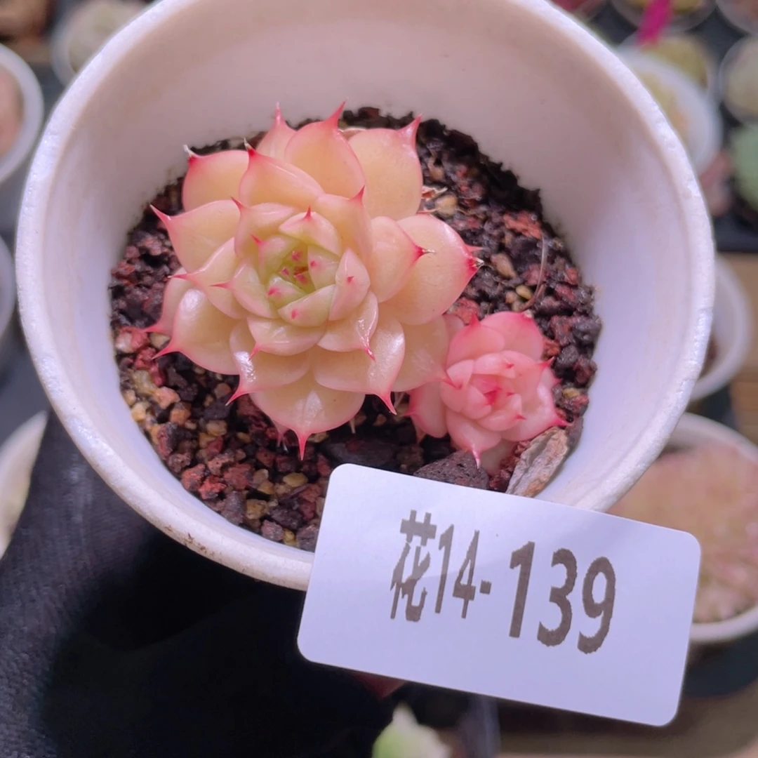 花利美14-139海王不包整