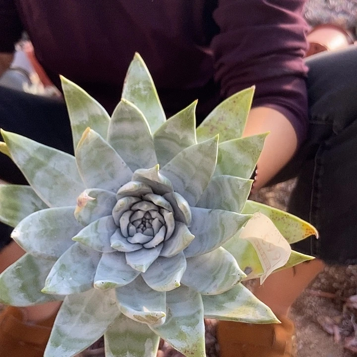 雪山仙女杯多肉1663