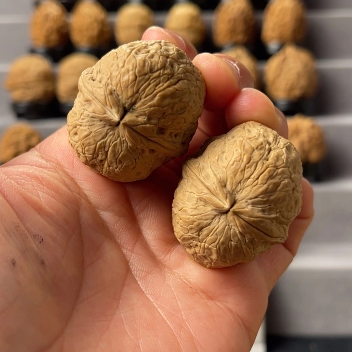 文玩核桃把件12-36