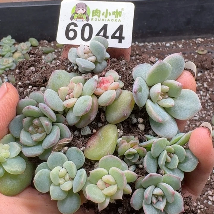 多肉植物多肉植物
