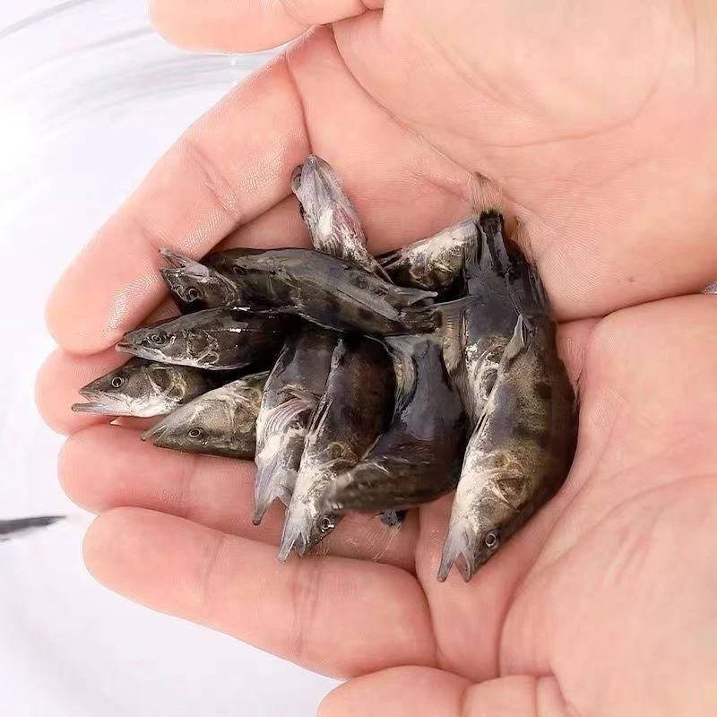 正宗桂花鱼，翘嘴桂花，鳜鱼，淡水养殖食用活体观赏鱼