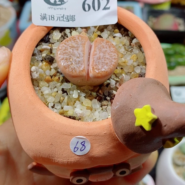 生石花花花花花花花602