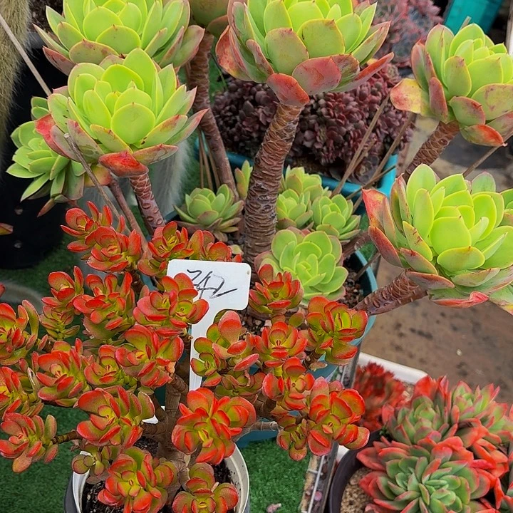 烟***花丽娟花卉碧桃姬红花月2颗