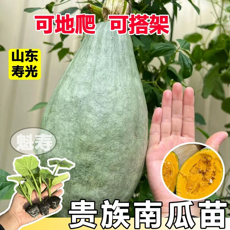 贵族南瓜苗秧带土球春秋四季盆栽吊蔓地爬红黄绿贝贝南瓜种子籽