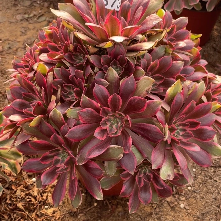 无花朵373浣纱多肉植物