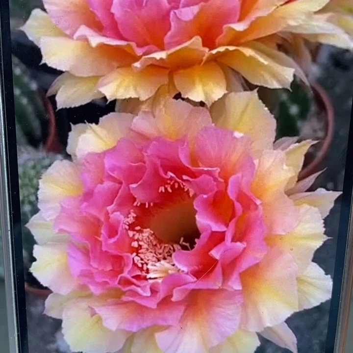 香香42号侧芽3公分左右