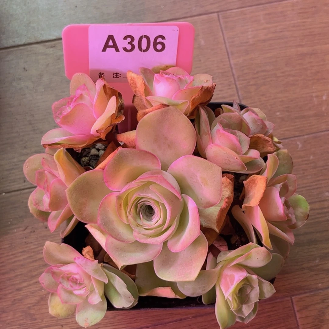 粉红佳人一物一拍A306